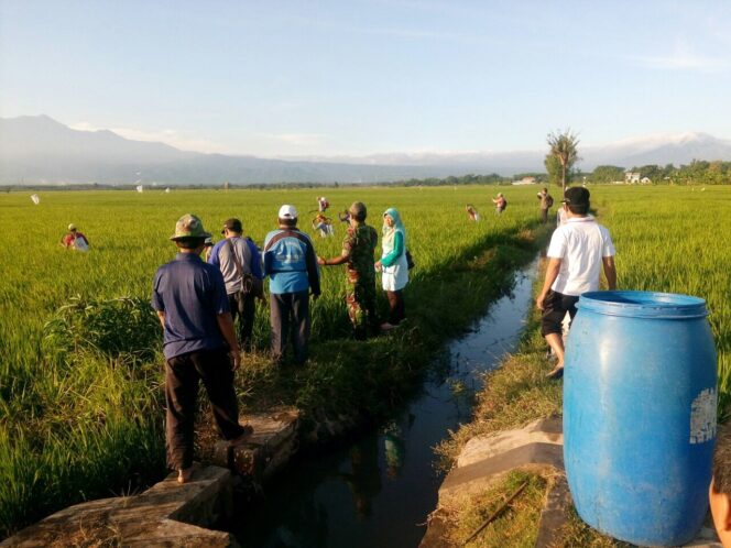
Lembaga Pengembangan Pertanian NU dan DKPP Probolinggo Kompak Berantas Serangan Hama Wereng