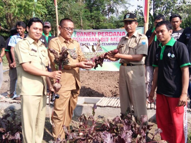 
Poktan Cempiring Panen Perdana Tanaman Bit Merah
