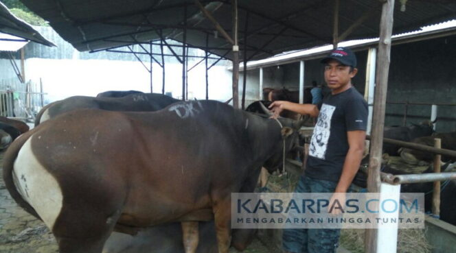 
Dekati Idul Adha, Sapi Bali Jadi Primadona