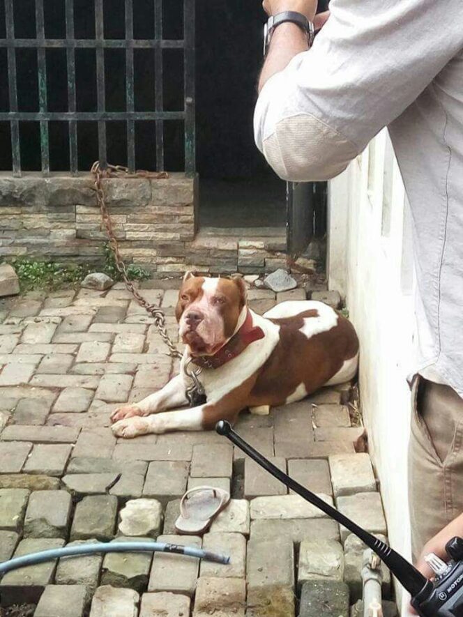 
Tragis, Bocah 8 Tahun Tewas Digigit Anjing Peliharaannya Sendiri