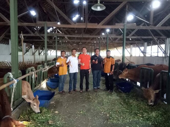 
Idul Adha, Mas Kelana Akan Sembelih 6 Ekor Sapi dan Ratusan Kambing