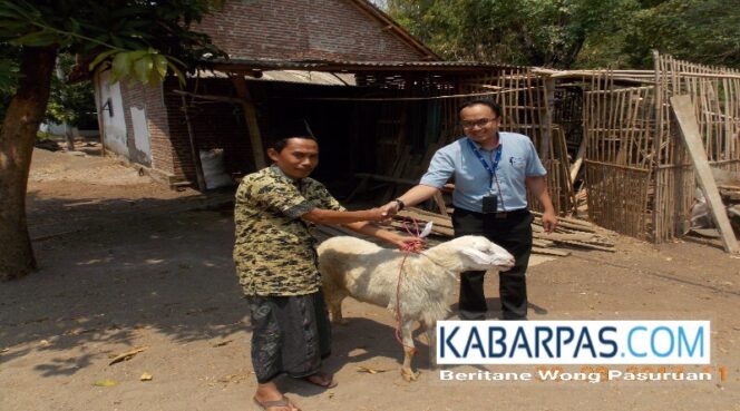 
Jelang Idul Adha, Karyawan Pocari Sweat Pasuruan Lakukan Kurban Kambing di Wilayah Kejayan
