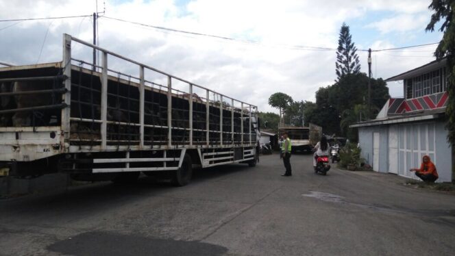 
					Surat Izin Pengeluaran Ternak Habis, Puluhan Ekor Sapi Bali Ditolak Masuk ke Jawa