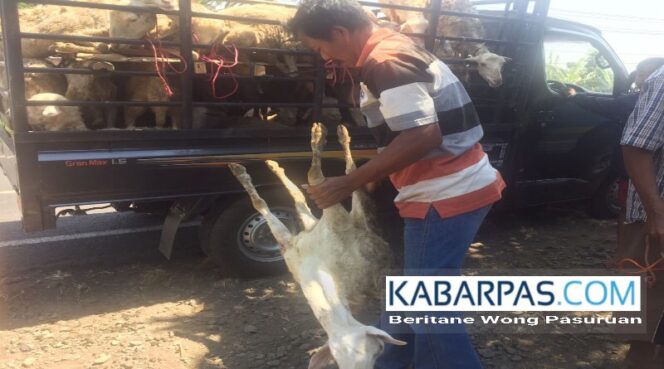 
Pikap Terguling, Belasan Ekor Kambing Tewas Bergelimpangan di Jalan Raya Rejoso