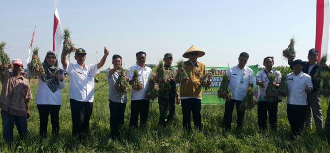 
Jaga Ketersediaan, Pemkab Probolinggo Kembangkan Kawasan Bawang Merah