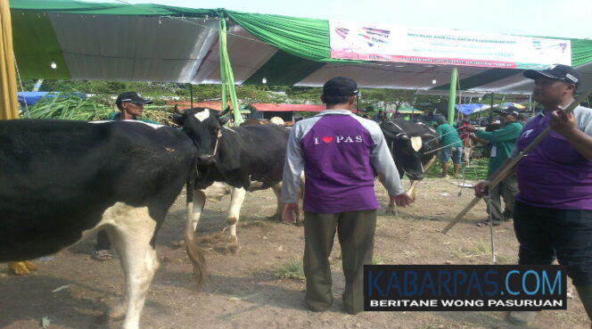 
Ratusan Ekor Sapi Ramaikan Kontes Ternak Kabupaten Pasuruan
