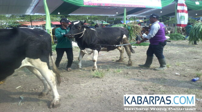 
Begini Upaya Pemkab Pasuruan Kembangkan Potensi Peternakan