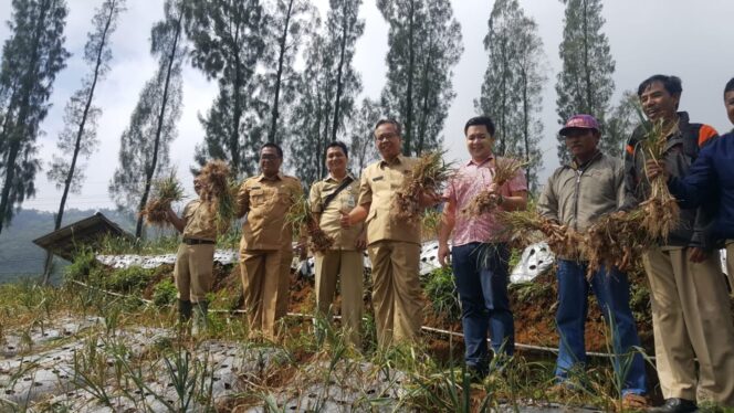 
Luas Lahan Bawang Putih di Probolinggo Capai 74 Hektar