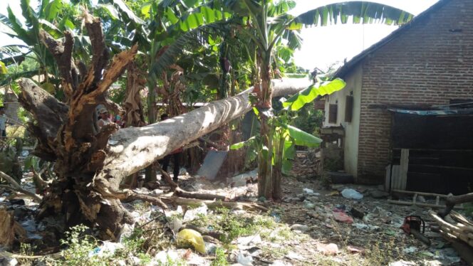
Pohon Sengon Tumbang Timpa Dua Rumah Warga