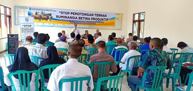 
Jelang Idul Adha, DPKH Probolinggo Minta Masyarakat Hentikan Potong Sapi Betina Produktif