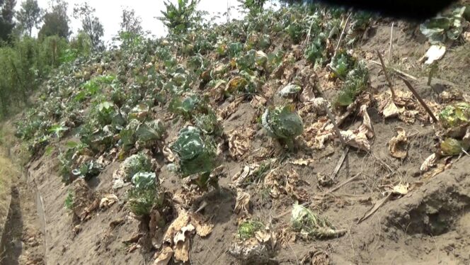 
Dampak Embun Membeku, Belasan Hektar Tanaman dan Sayur Mayur di Gunung Bromo Rusak