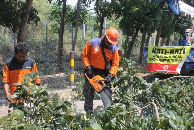 
Rawan Tumbang, BPBD Probolinggo Pangkas Pohon Jalan Nasional