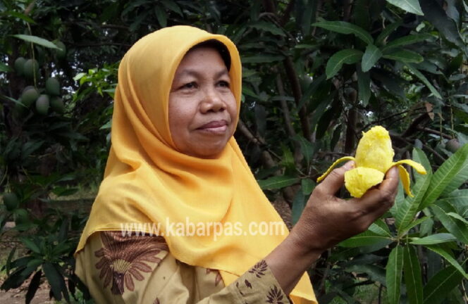 
Kenalkan, Ini Dia Mangga Pisang Asal Pasuruan