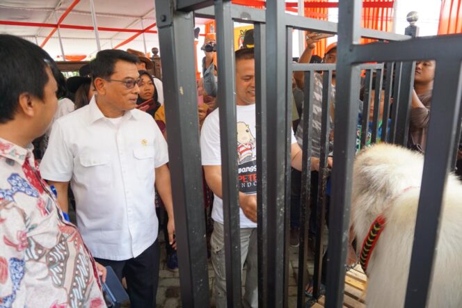 
Kambing Seharga Setengah Miliar Kalah di Piala Presiden
