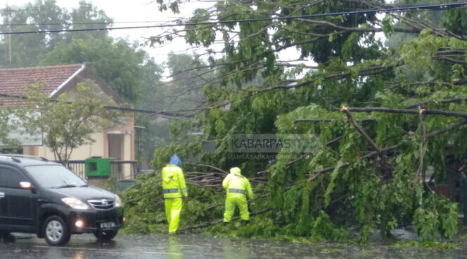 
Pohon Besar Tumbang Timpa Mapolsek Kejayan