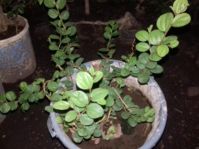 
Ini Manfaat Daun Bidara untuk Mengobati Segala Jenis Sihir dan Santet