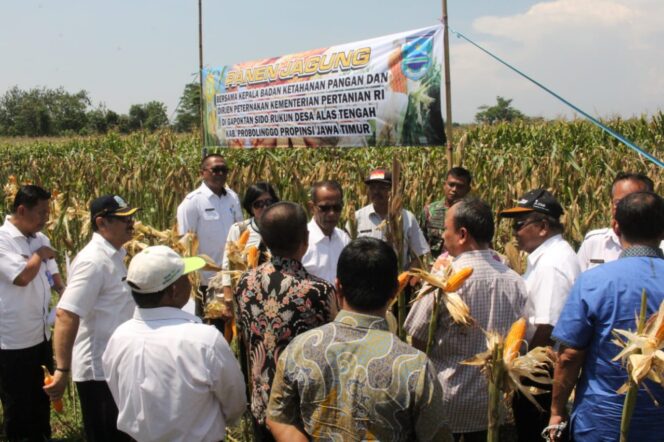 
BKP Kementan Pantau Ketersediaan Jagung di Probolinggo