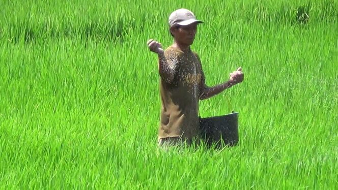 
Pemkab Probolinggo Dapat Alokasi Pupuk Bersubsidi 83 Ribu Ton