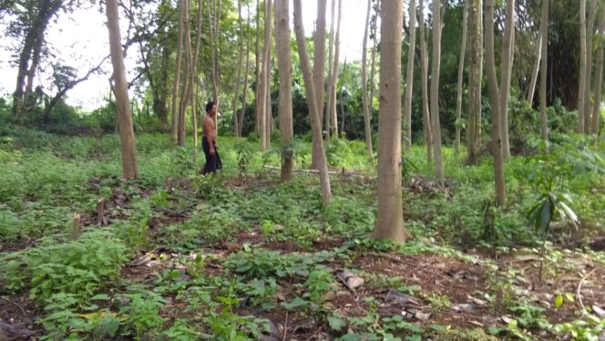 
Domba Diserang Binatang Buas, Warga Was-was