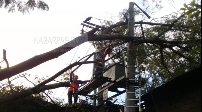 
Sejumlah Pohon Besar di Pasuruan Tumbang