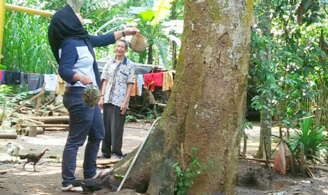 
Serunya Berburu Durian Ampelsari yang Rasanya Manis dan Legit