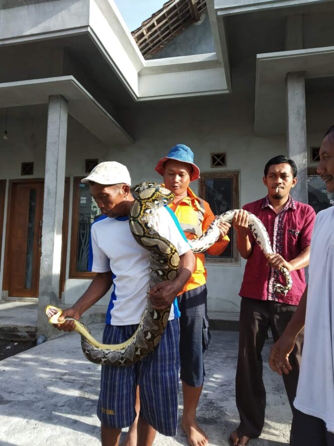 
Wow, Penemuan Ular di Selokan Hebohkan Warga Lawang
