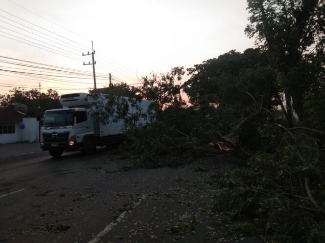 
Ada Pohon Besar Tumbang, Arus Lalin di Jalan Raya Beji Tersendat