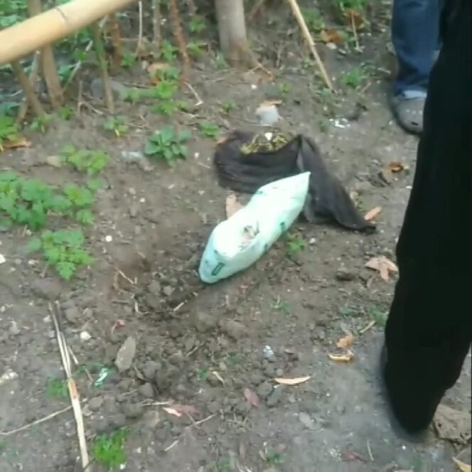 
Heboh Penemuan Mayat Bayi Membusuk