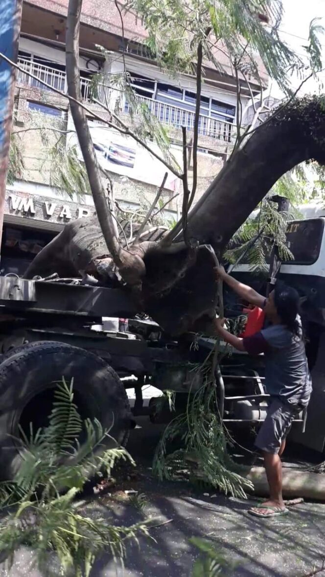 
Pohon Besar Berusia Puluhan Tahun Tumbang Menimpa Kontainer