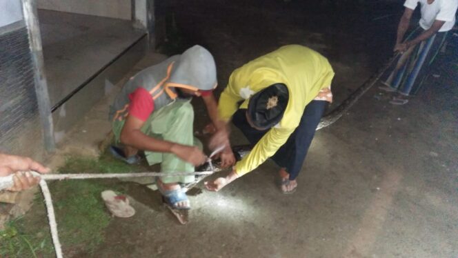 
Warga Winongan Geger Penemuan Ular Piton Sepanjang 4 Meter