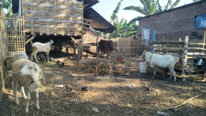 
Mau Kurban? Perhatikan Ini Syaratnya
