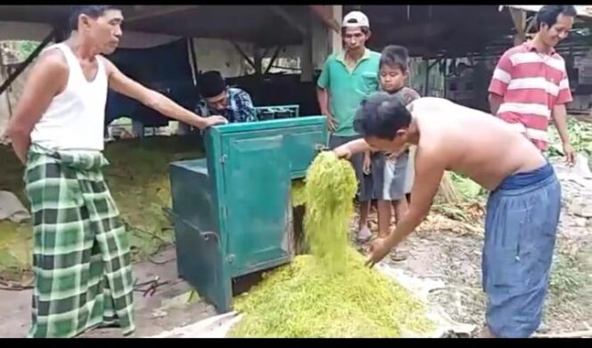 
DKPP Probolinggo Tangani Panen dan Pasca Panen Tembakau