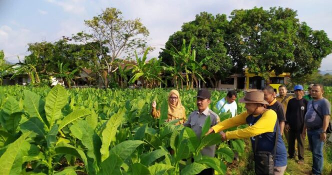 
Kuatkan Kelembagaan Kelompok Tani Melalui SL-PHT Tembakau