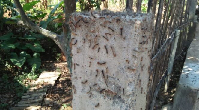 
Akibat Serangan Ulat, Bikin Warga Randuputih Probolinggo Tak Nyaman