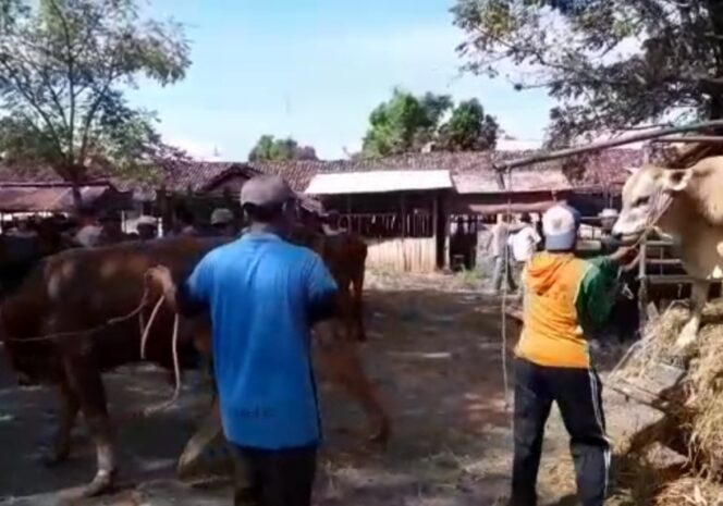 
3 Bulan Tutup, Pedagang Hewan di Probilinggo Nekat Buka Paksa Portal Pasar