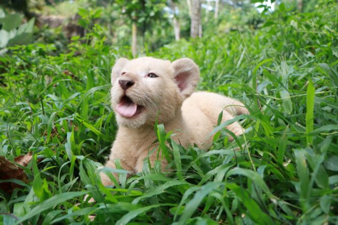 
Lucunya Bayi Singa Putih di Taman Safari Prigen yang Lahir di Tengah Pandemi COVID-19