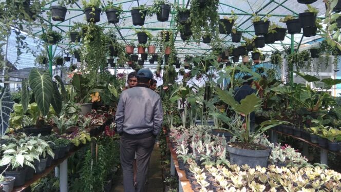 
Pandemi Tak Pengaruhi Omzet Penjual Tanaman Hias di Sidomulyo