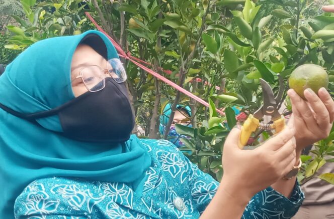 
Lulis Irsyad Siap Promosikan Jeruk Menjadi Ikon Kabupaten Pasuruan 