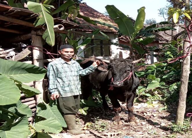 
Pemkab Probolinggo Keluarkan Edaran Soal Penyembelihan Kurban di Tengah Pandemi
