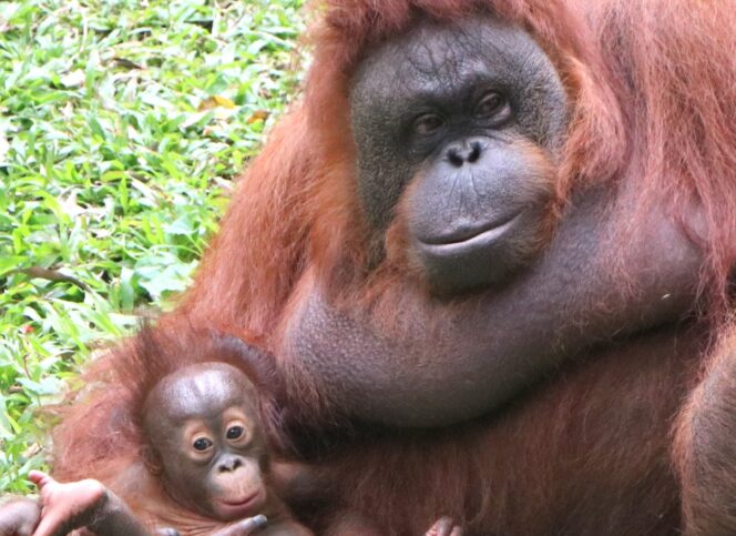 
Yuk Kenalan dengan Nanda, Bayi Orangutan yang Baru Lahir di Taman Safari Prigen