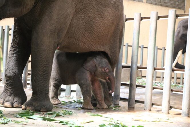 
Lucunya Bayi Gajah Sumatera yang Lahir di Taman Safari Prigen Ini