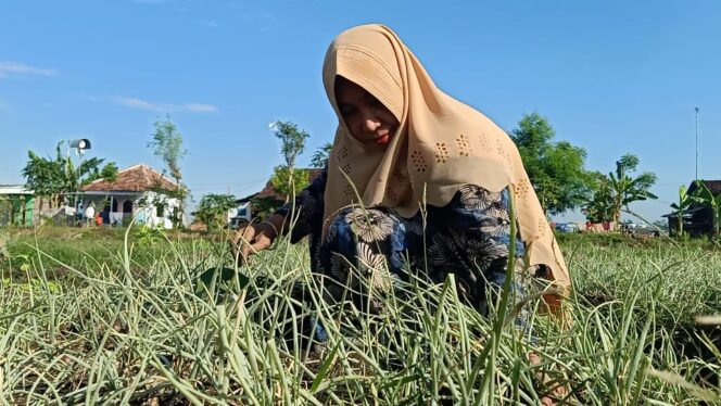 
Cerita Petani Asal Kraksaan yang Sukses Kembangkan Bawang Merah Jumbo di Tengah Pandemi