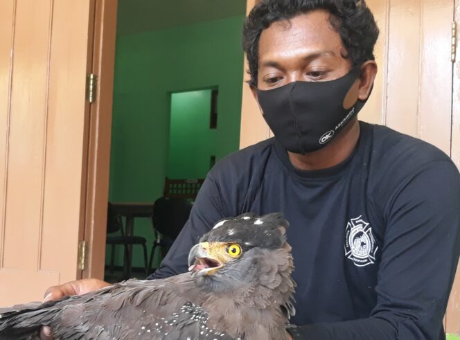 
Elang Bido Diselamatkan Komunitas Pecinta Rimba dan Satwa Liar dalam Kondisi Tak Sehat