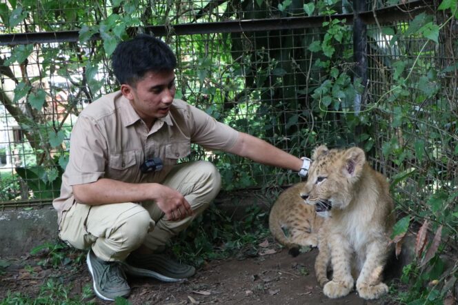 
Taman Safari Prigen Sambut Kelahiran Satwa Eksotis Afrika