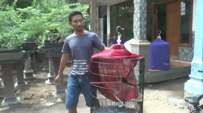 
Wow, Pria Asal Probolinggo Mampu Cetak Burung Juara dengan Omzet Puluhan Juta 