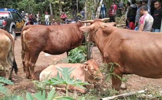 
Pencurian 6 Ekor Sapi yang Disembuyikan di Kebun Kopi Diungkap Polisi