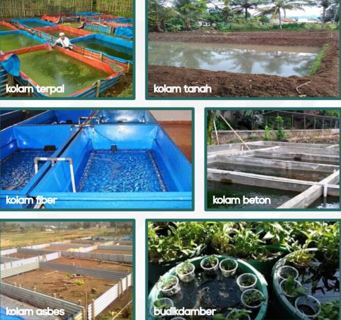 
Dukung Ketahanan Pangan Pasca Pandemi, Gerakan Nasional Budidaya Lele Targetkan 1 Juta Bibit