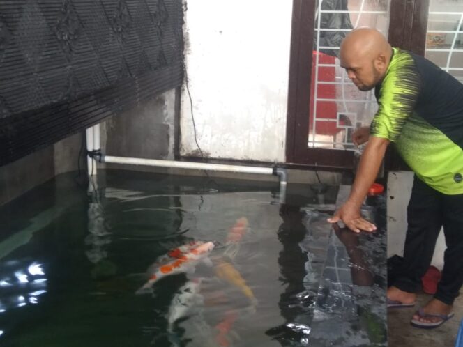 
Berawal dari Hobi, Pria Asal Kota Probolinggo Sukses Geluti Koi di Masa Pandemi
