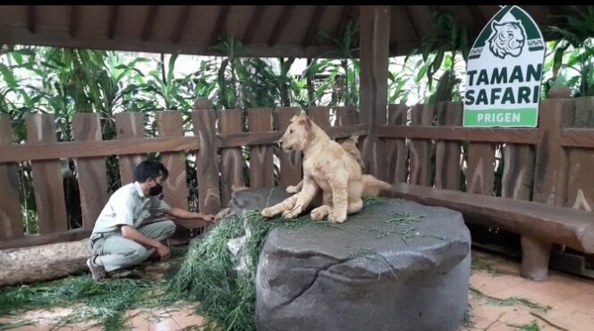 
Tiga Bayi Kembar Singa di Taman Safari Prigen Ganti Nama Jadi Alfa, Beta, dan Gamma