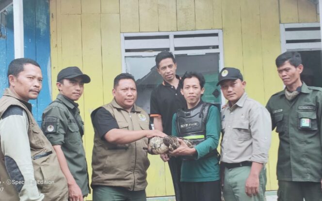
Burung Elang Sikep-Madu Asia Berhasil Diselamatkan di Desa Kalianan